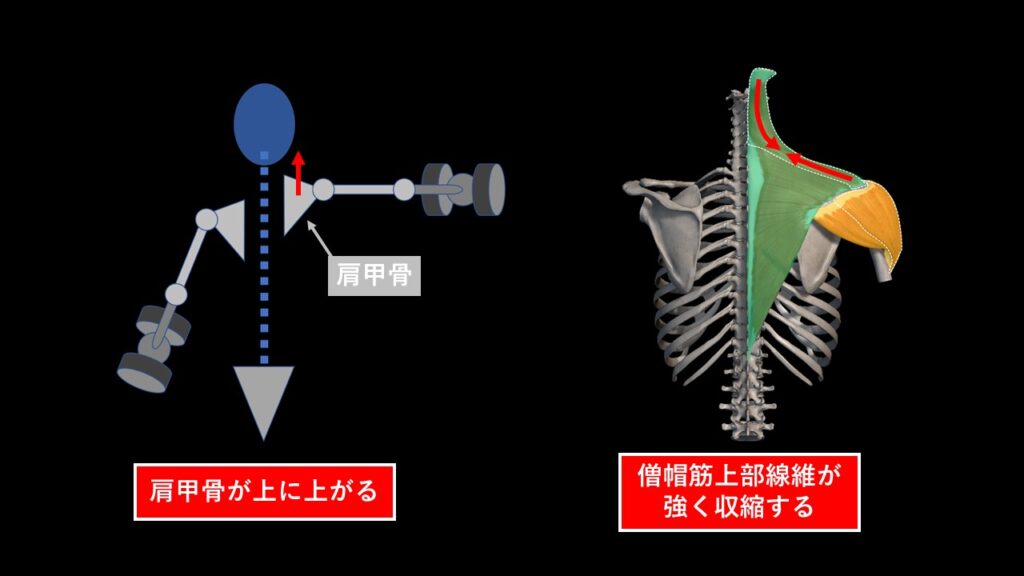 僧帽筋に入らないサイドレイズのやり方とは？トレーニング中の姿勢の取り方について｜サイドレイズの案内所